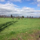 CAMPO AGRICOLA, Orilla de Maule,Yerbas Buenas