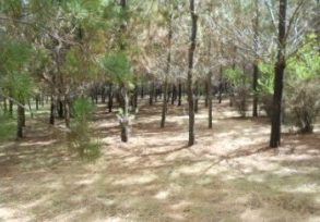 Campo en Pelarco, Sector Libueno
