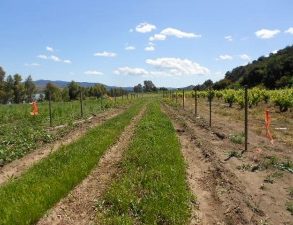 VENDO CAMPO AGRICOLA – FORESTAL – TURISMO