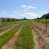 VENDO CAMPO AGRICOLA – FORESTAL – TURISMO