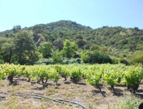 VENDO CAMPO AGRICOLA – FORESTAL – TURISMO