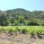 VENDO CAMPO AGRICOLA – FORESTAL – TURISMO
