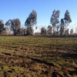 Parcela en Pelarco, sector San Guillermo